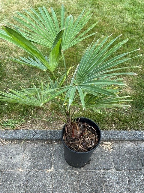 Trachycarpus princeps x Naggy, Tuin en Terras, Planten | Bomen, Ophalen of Verzenden, Lente, Minder dan 100 cm, Palmboom
