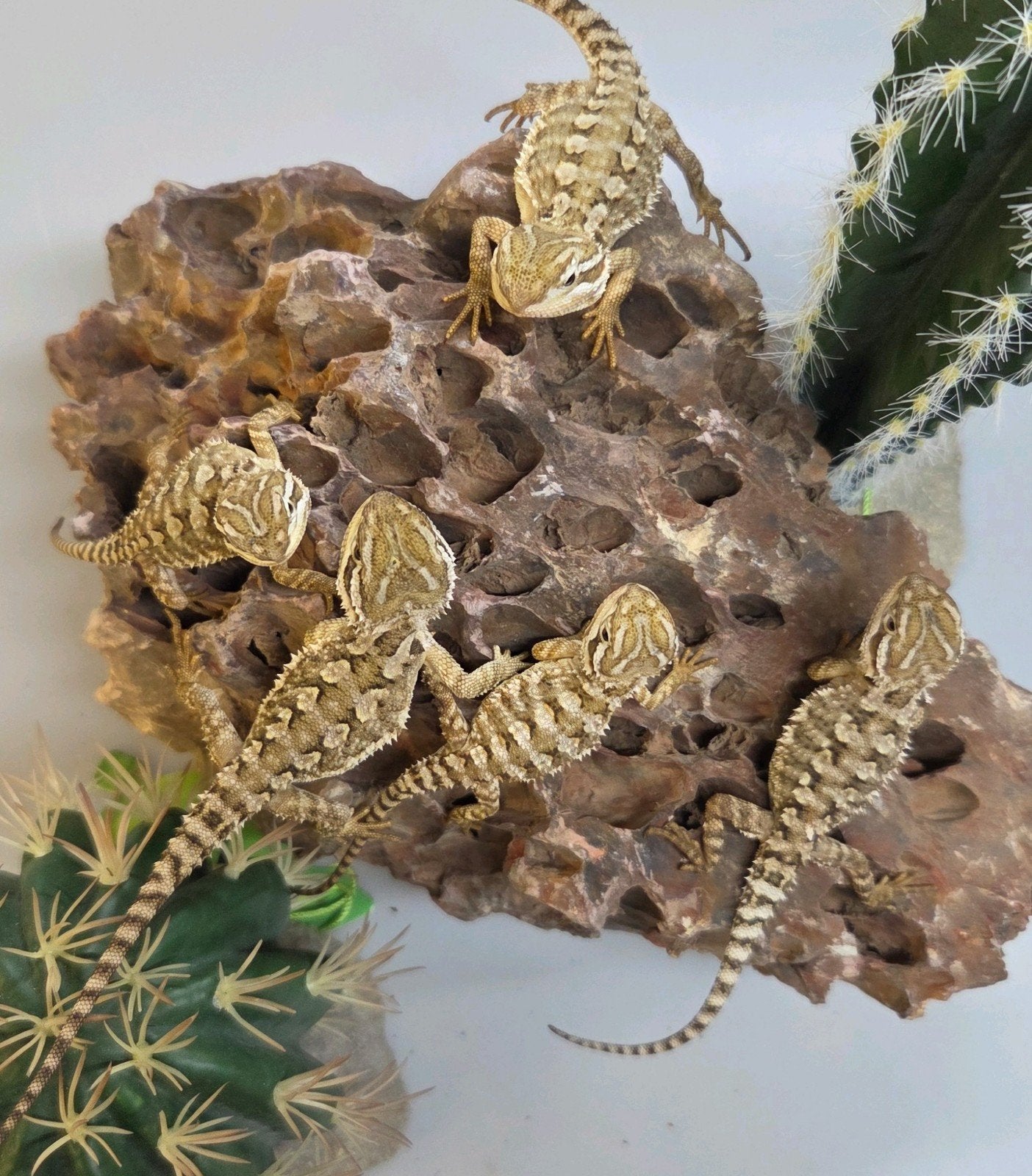 Dwerg Baardagaam 5X Bearded Dragon photo 3