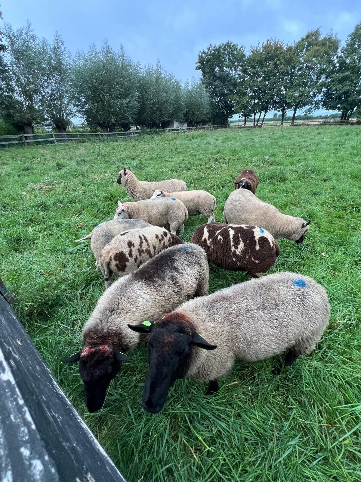 Te Koop Gevraagd Schapen., Dieren en Toebehoren