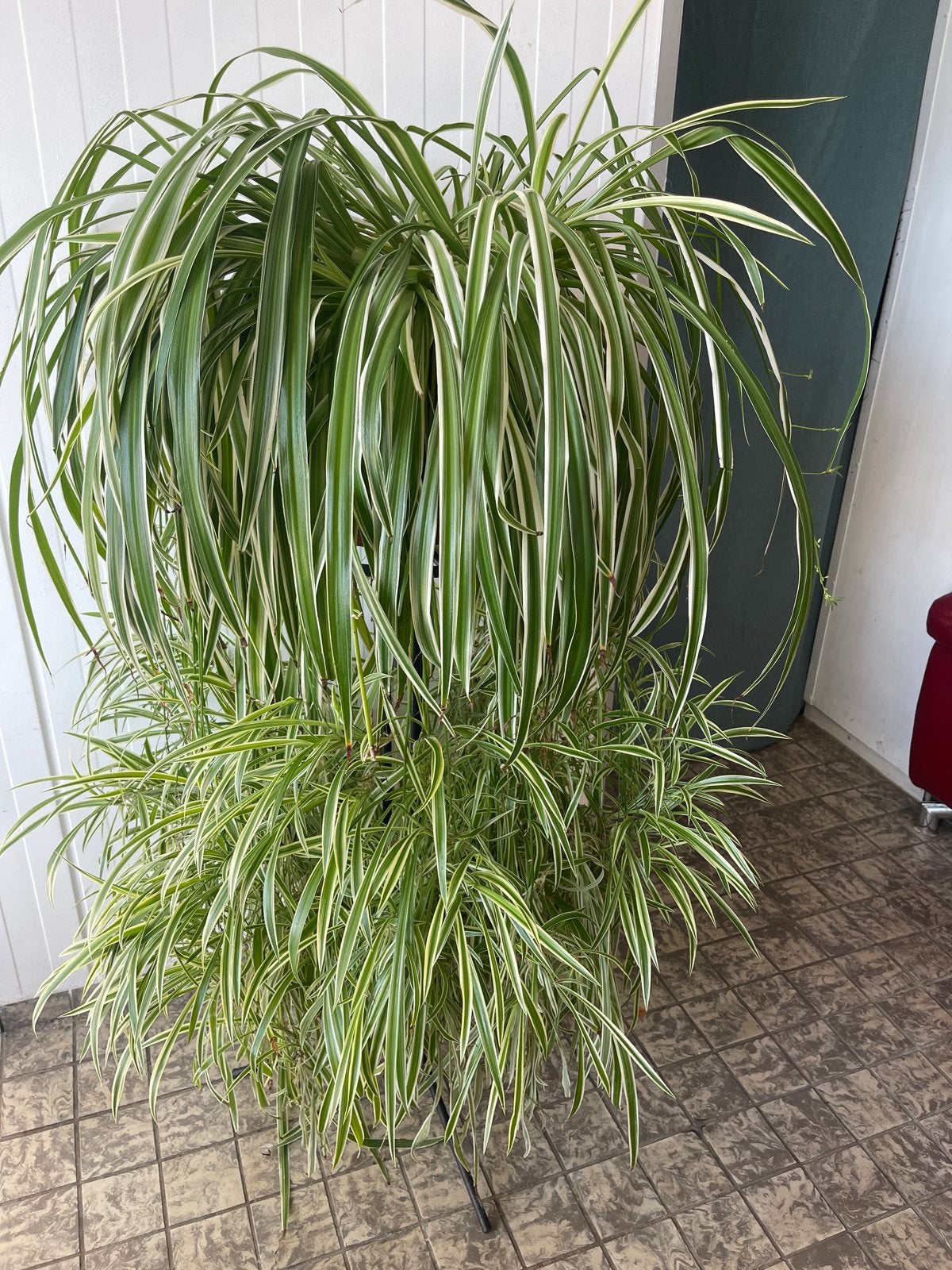 Grote Chlorophytum (Graslelie) - Makkelijk te verzorgen, Huis en Inrichting, 100 tot 150 cm, Overige soorten, In pot, Groene kamerplant