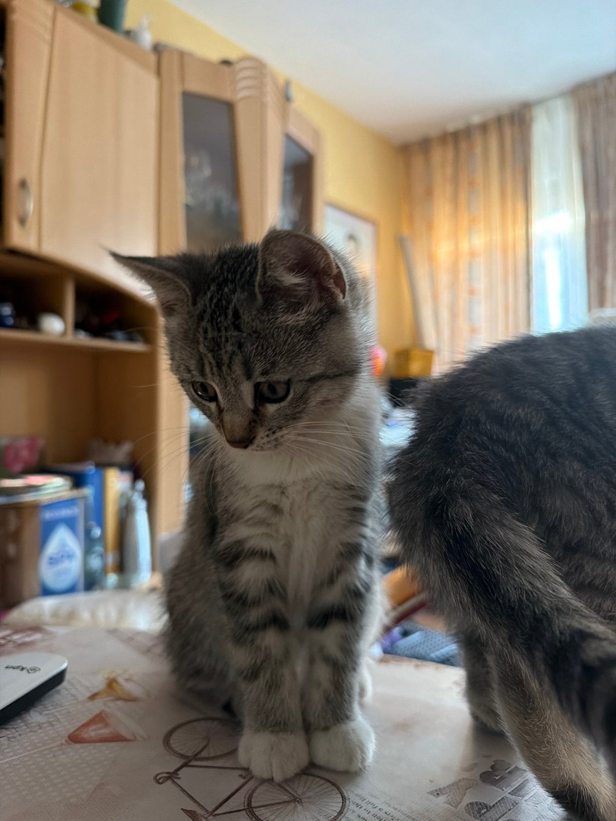 Blue tabby Britse Korthaar kruising €200 🐾 Poes!, Dieren en Toebehoren, Poes, Kortharig, 0 tot 2 jaar