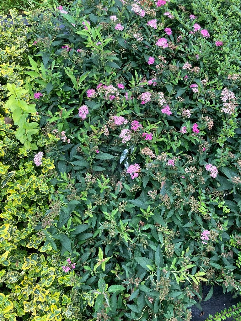 Spiraea japonica Shirobana / Genpei € 1,25, Ophalen, Zomer, Overige soorten, Volle zon