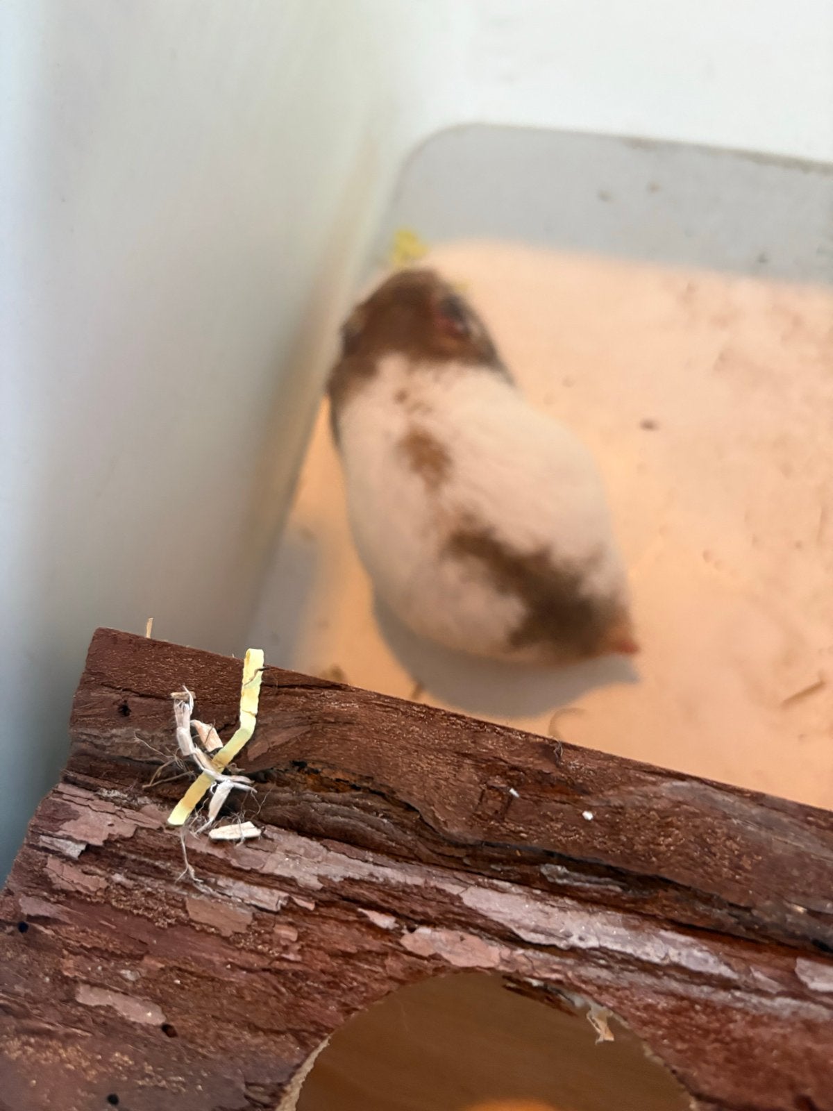 Hamsters te koop, Hamster, Januari, Meerdere dieren, Tam