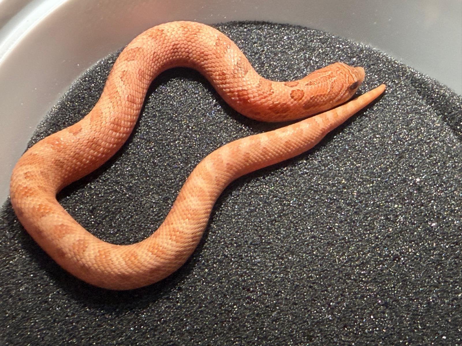 Heterodon Nasicus, Dieren en Toebehoren, Reptielen en Amfibieën, Slang, 0 tot 2 jaar