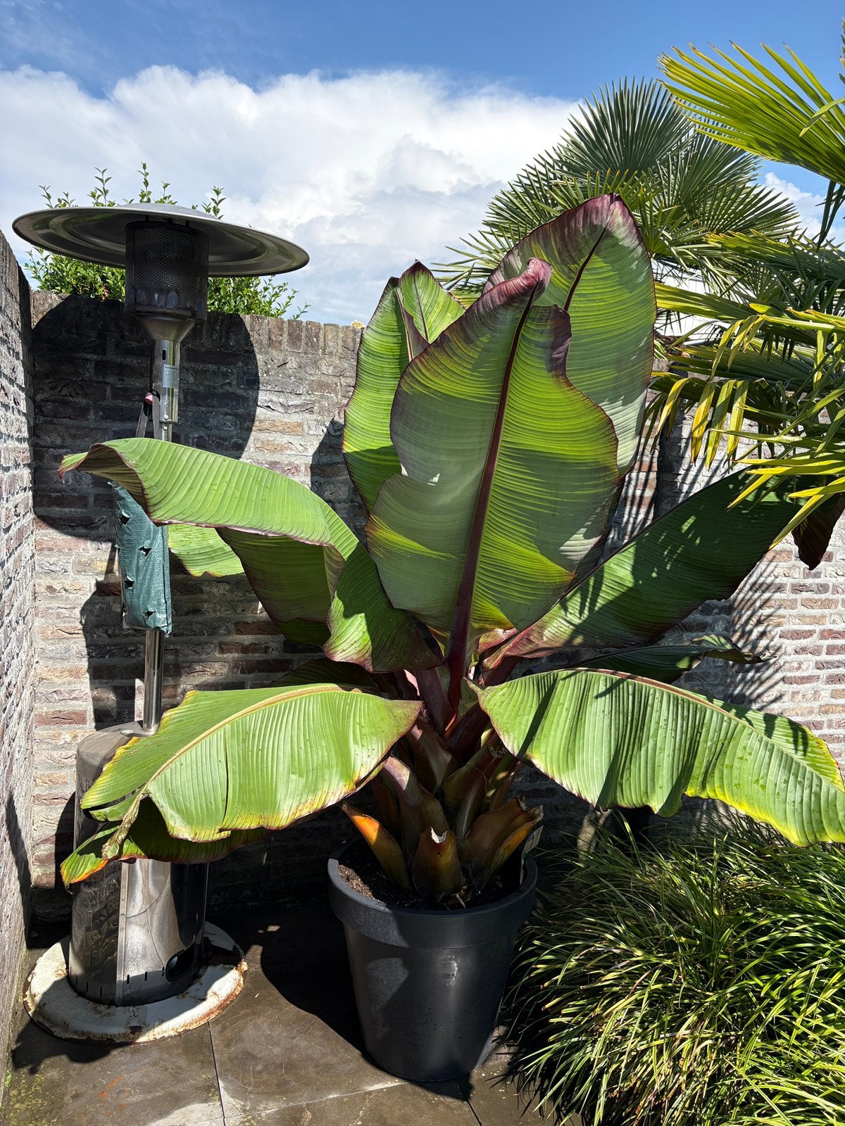 Schitterende mega ensete maurelli bananenbomen in grote pot!, Tuin en Terras, Ophalen, Overige soorten, In pot, Halfschaduw
