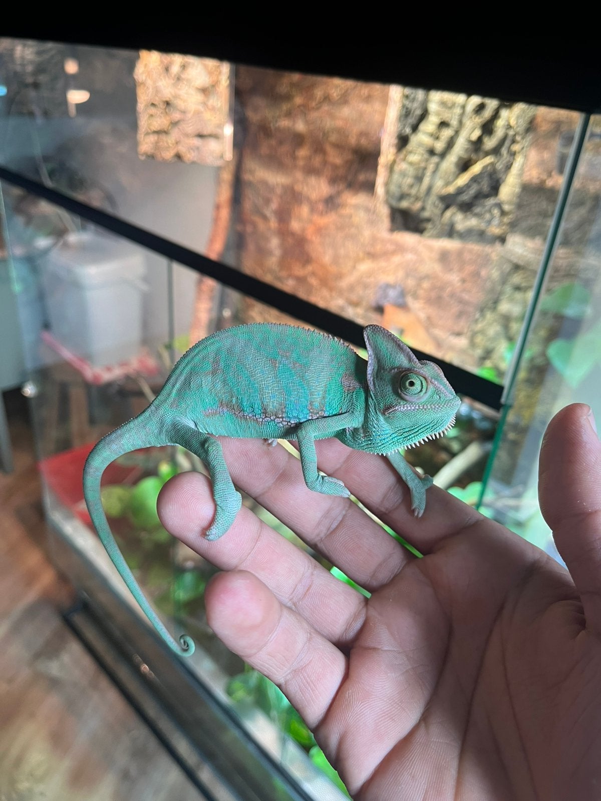 Jemenkameleon man met terrarium Chameleon photo 3