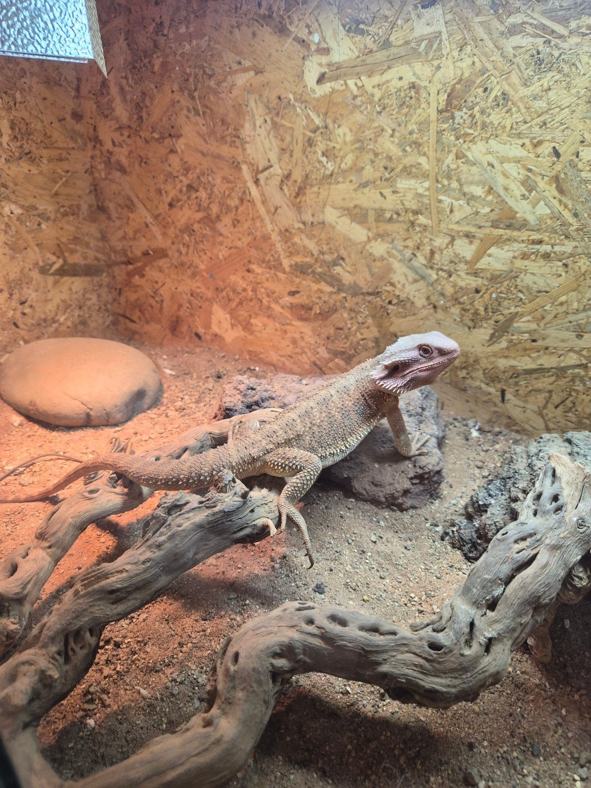 baardagaam Bearded Dragon photo 7