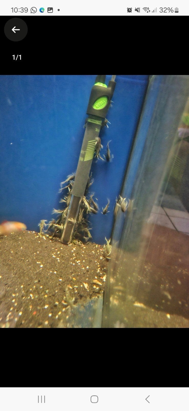 synodontis petricola, Vis