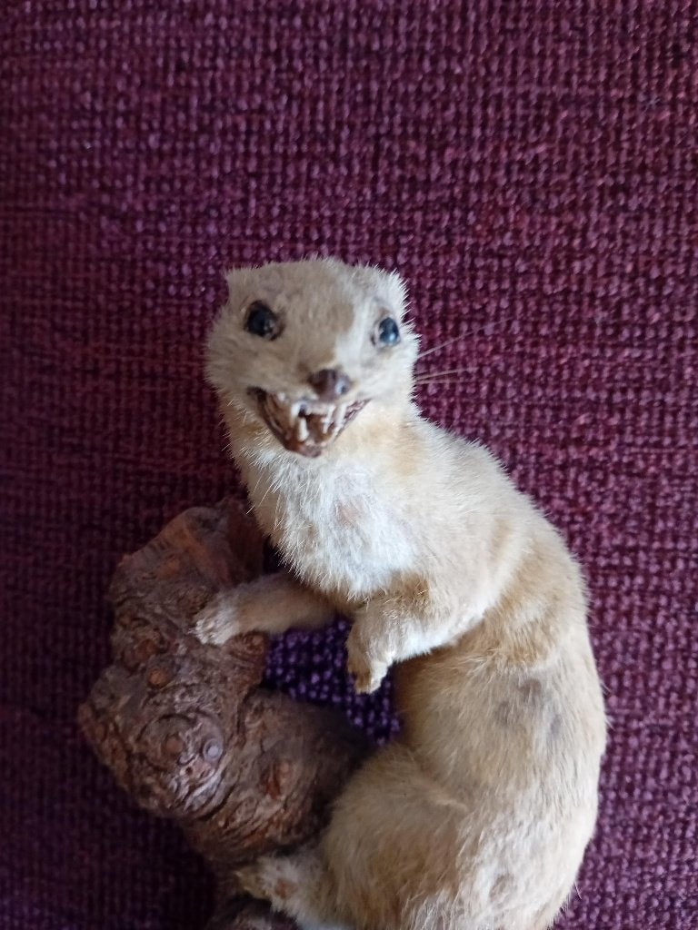 Opgezette fret, Ophalen of Verzenden, Gebruikt, Wild dier, Opgezet dier