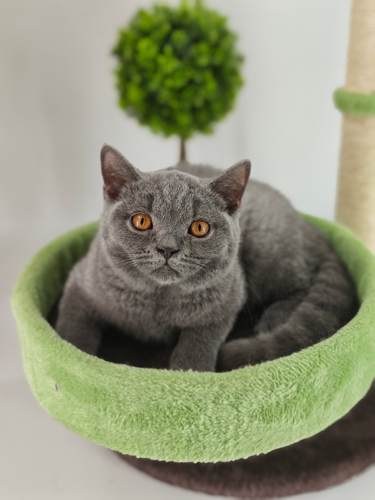 Brits britse korthaar kittens, Meerdere dieren, Gechipt, 0 tot 2 jaar