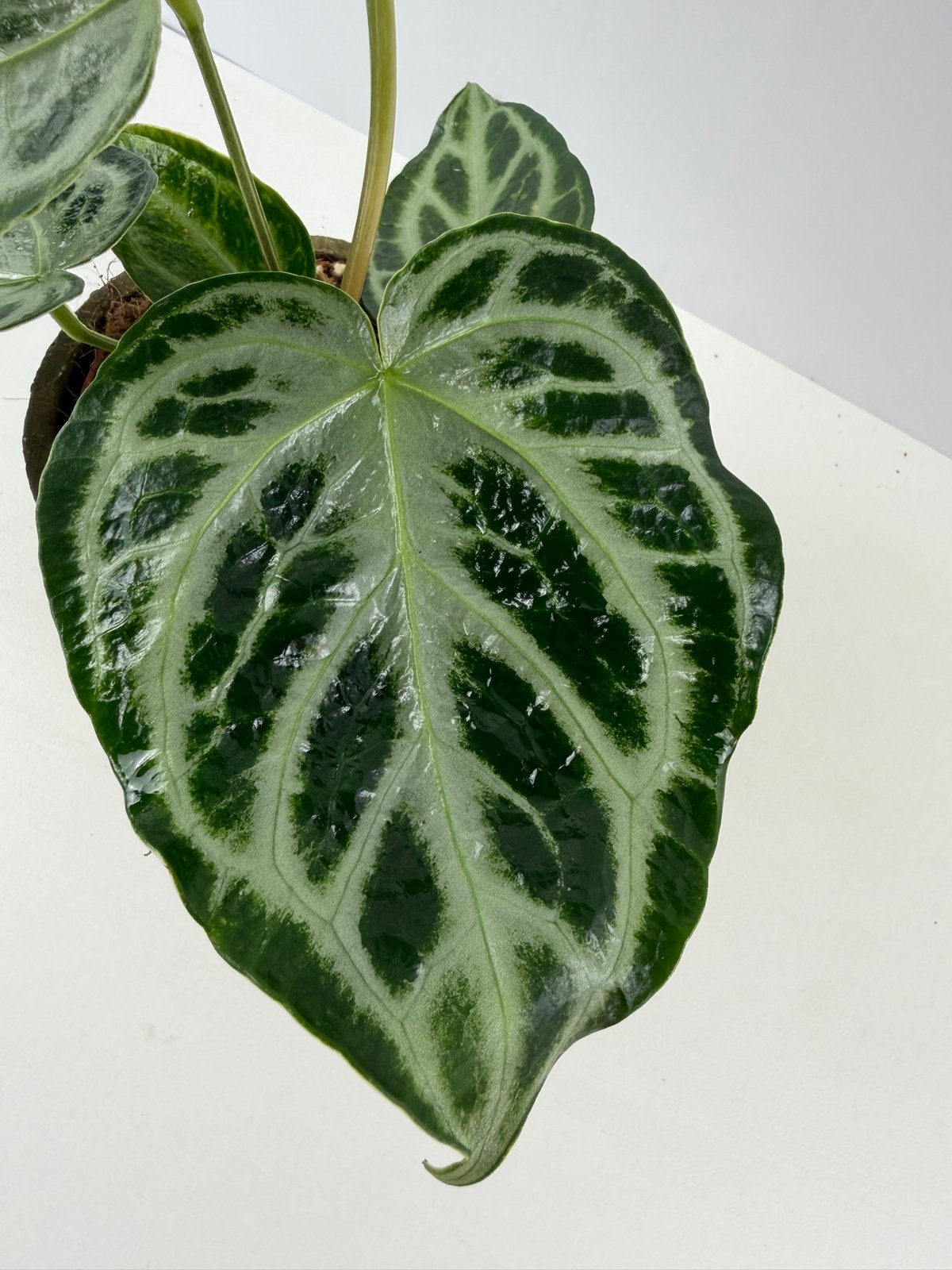 Anthurium Silver Blush Mint Mutatie #2, Overige soorten, In pot, Minder dan 100 cm, Groene kamerplant