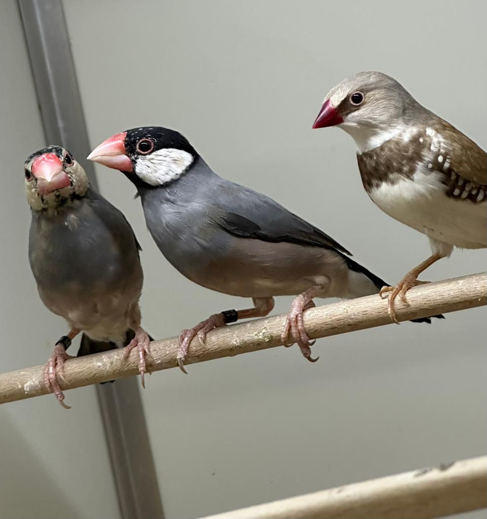 Rijstvogels, Dieren en Toebehoren, Vogels | Overige Vogels, Meerdere dieren