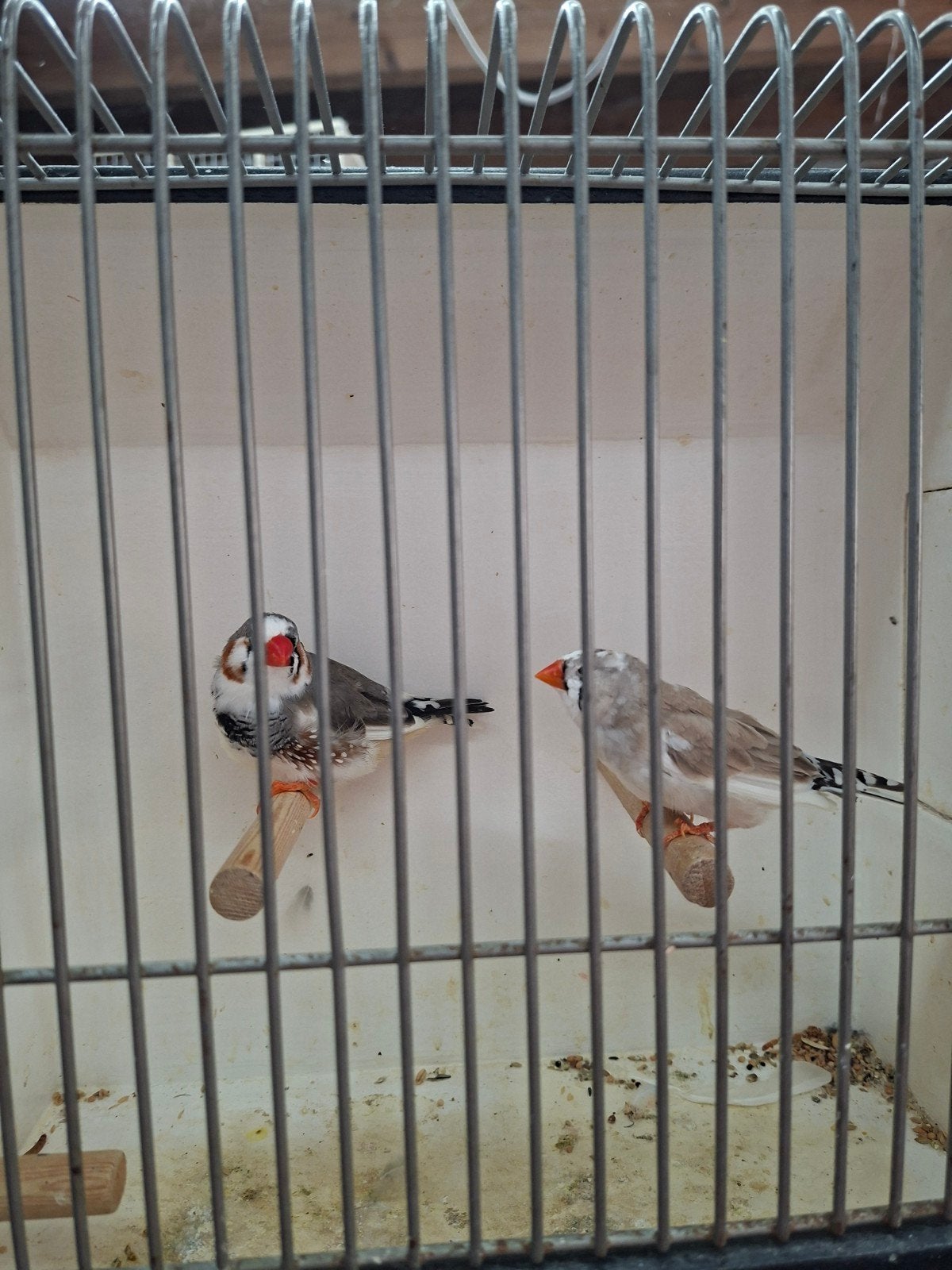 diverse kleinere zebravinken, Dieren en Toebehoren, Vogels | Overige Vogels, Meerdere dieren