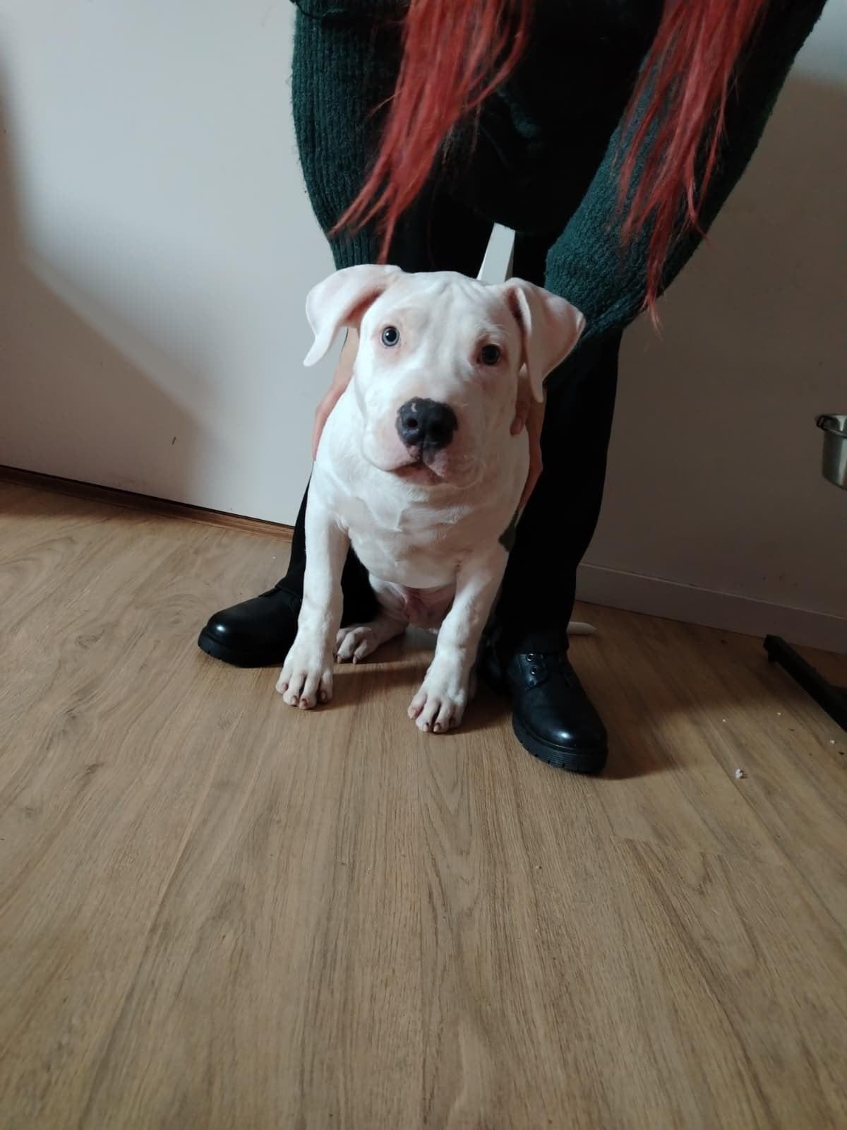 american bully  reu  pup Dbkc stamboom, Dieren en Toebehoren, 15 weken tot 1 jaar, CDV (hondenziekte), Eén hond, Nederland