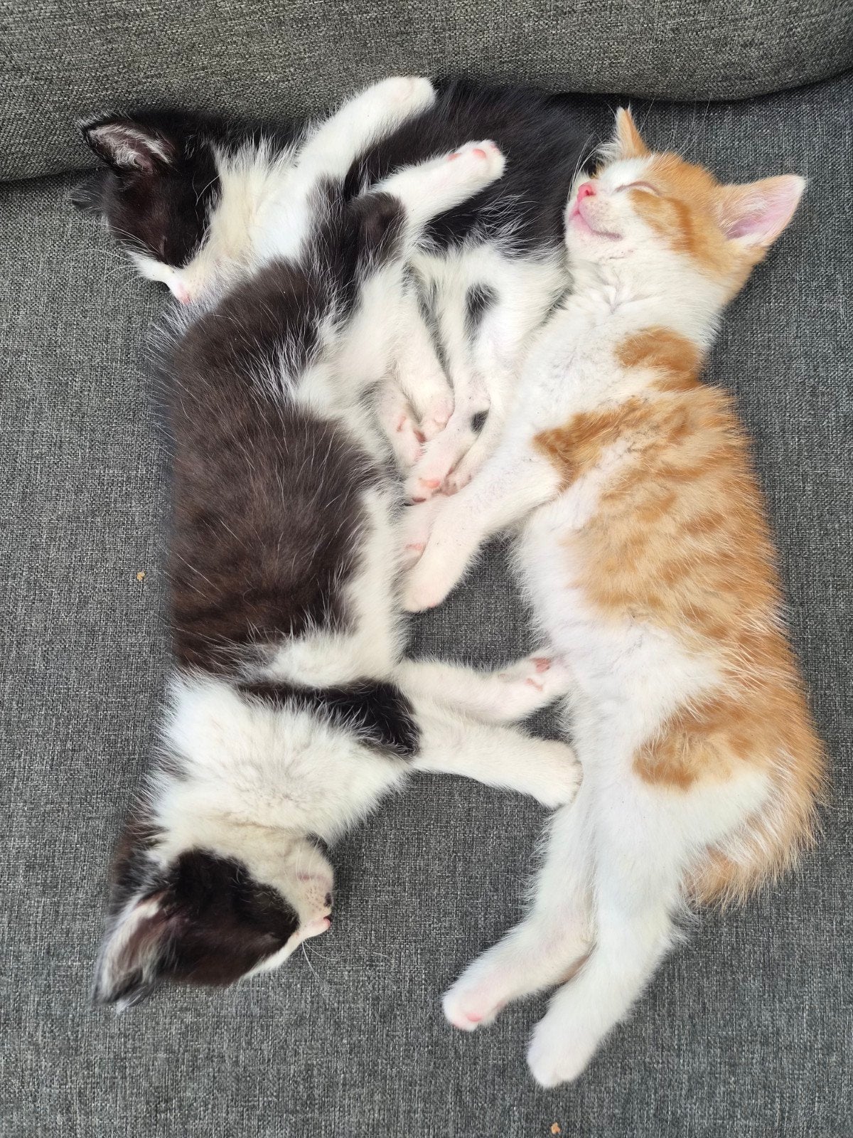 kittens, Dieren en Toebehoren, Meerdere dieren, Kortharig, 0 tot 2 jaar
