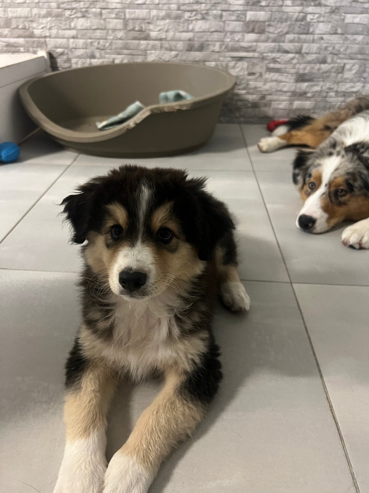 Australische Herder Black Tricolor, Dieren en Toebehoren, België, Particulier, 8 tot 15 weken, Teef