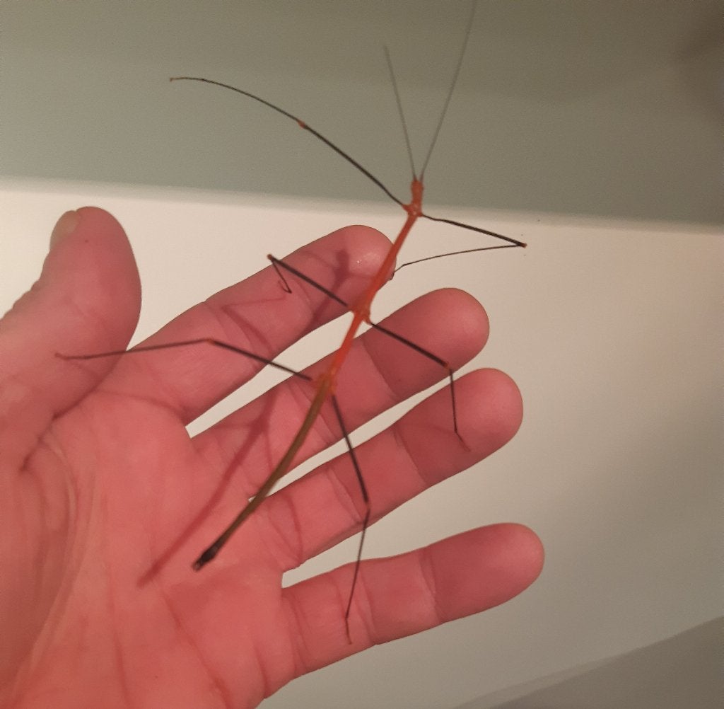 Lonchodiodes ilocos (wandelende tak), Dieren en Toebehoren, Wandelende tak