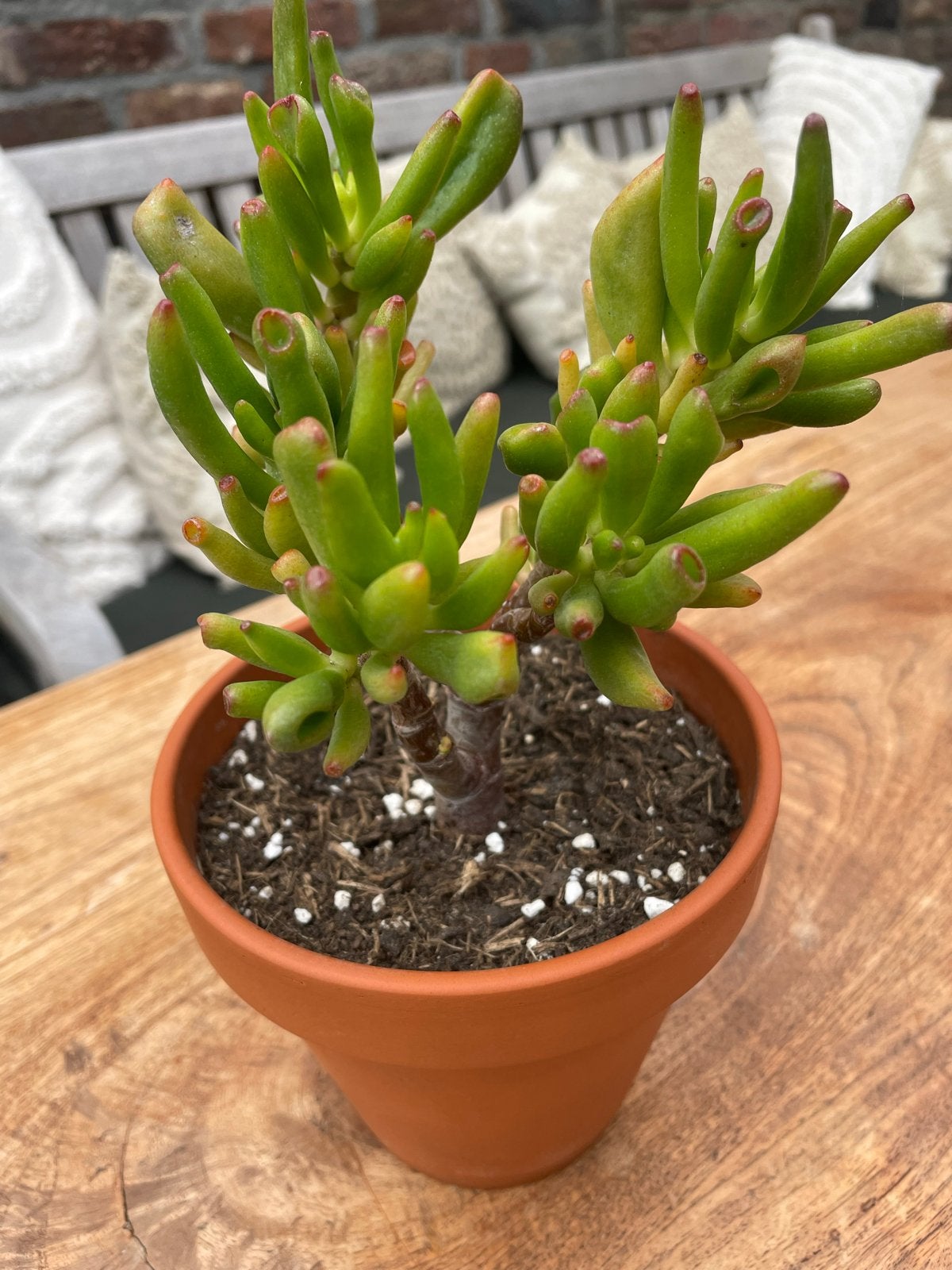 Crassula ovata 'Hobbit' in terracotta pot, Tuin en Terras, Volle zon, Vaste plant, Bloeit niet, Ophalen