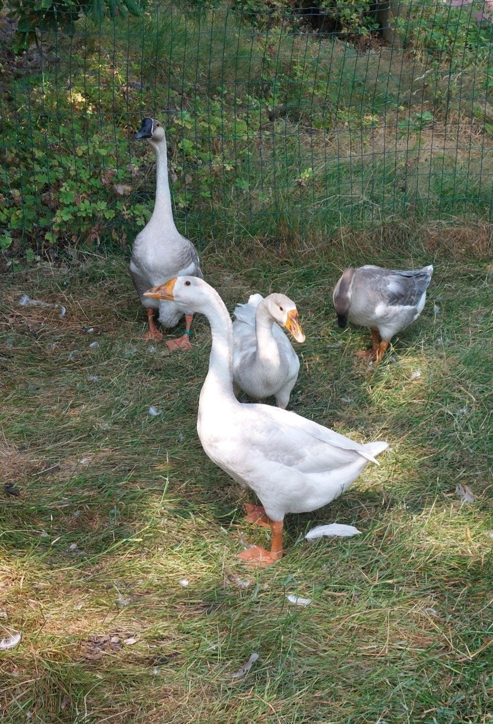 Raszuivere Chinese knobbelganzen bont wildkleur split wit, Dieren en Toebehoren, Pluimvee, Meerdere dieren, Overige soorten