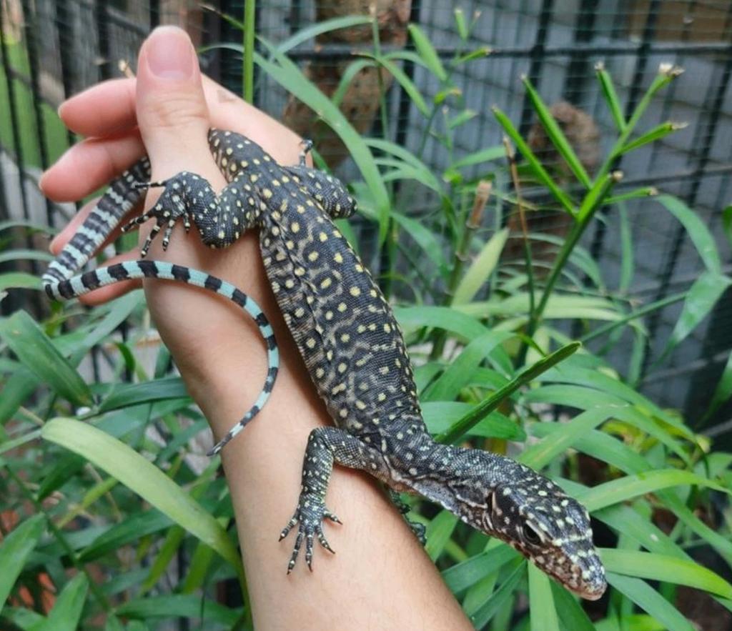 Varanus doreanus Jayapura Varan à queue bleue 2025 Monitor Lizard - unknown for sale from reptile900