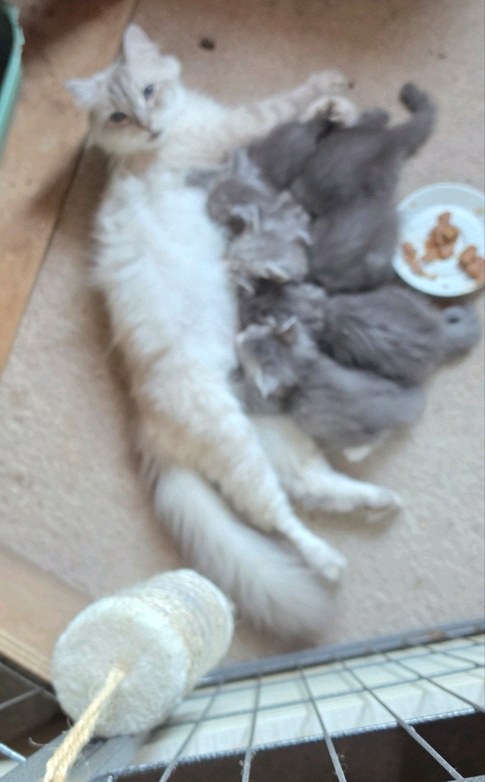 5 prachtige kittens kruising maine coon / Siberische kat, Meerdere dieren, Met stamboom, 0 tot 2 jaar