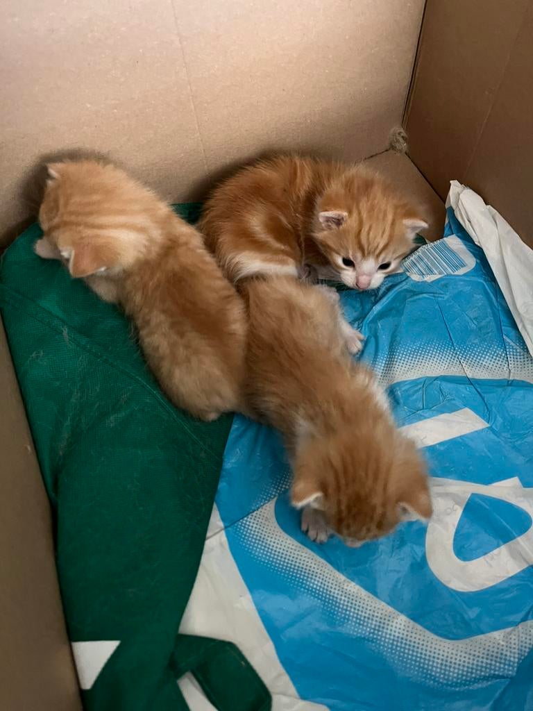 Kittens te koop, Poes, 0 tot 2 jaar