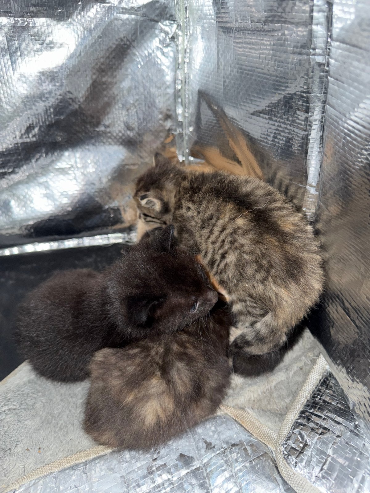 Kittens te koop ontwormt en ontvlooid, Meerdere dieren, 0 tot 2 jaar