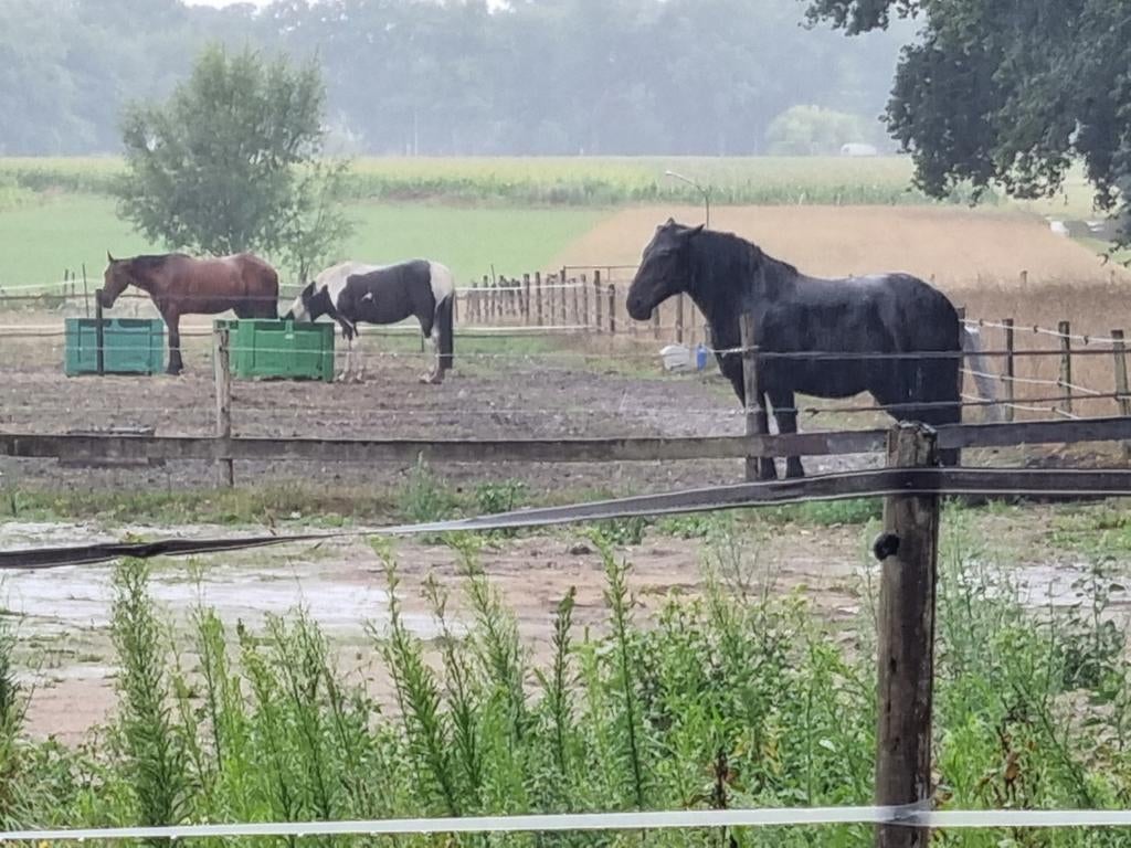 Verzorger gezocht voor onze 3 paardjes, Dieren en Toebehoren, Stalling en Weidegang