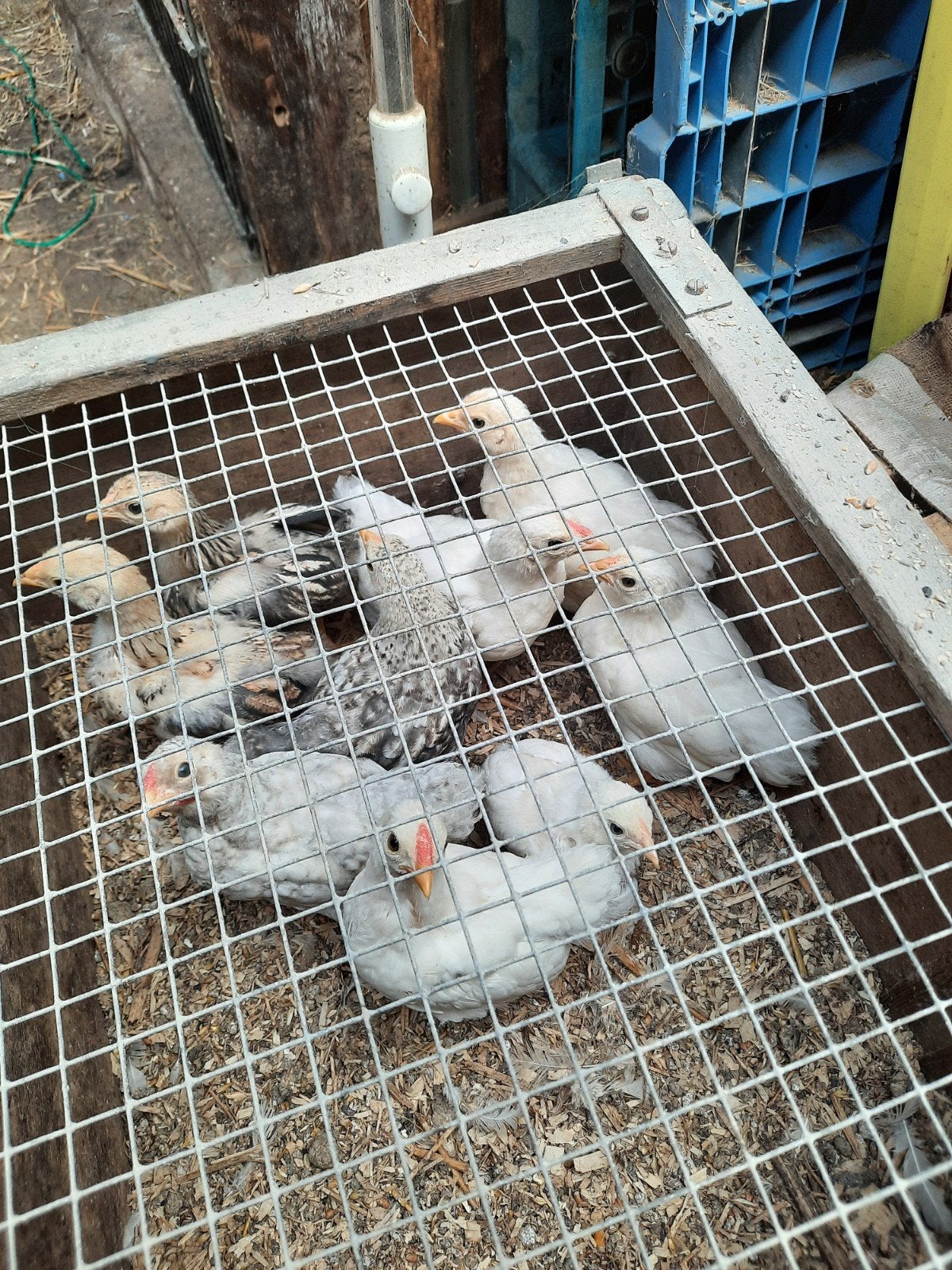 Wyandotte krielkippen, verschillende kleuren,, Dieren en Toebehoren, Pluimvee, Meerdere dieren, Kip