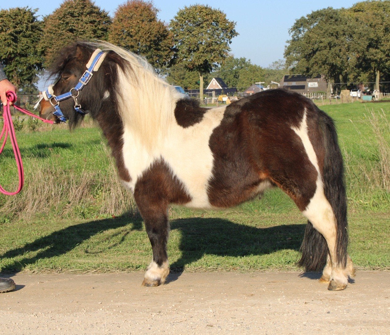 Te koop 8 super knappe shetlander en een haflinger ruin, Dieren en Toebehoren, Ruin, A pony (tot 1.17m), Recreatiepony, Gechipt