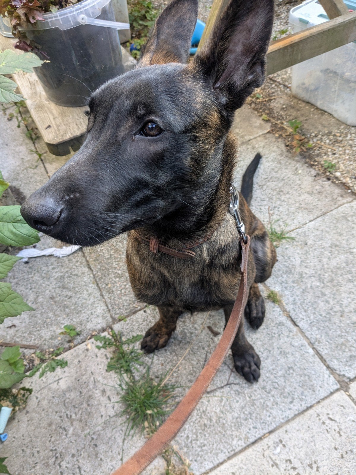 herplaatsing pup 19 weken, Dieren en Toebehoren, Honden | Herdershonden en Veedrijvers, 15 weken tot 1 jaar, Reu, Parvo, Eén hond