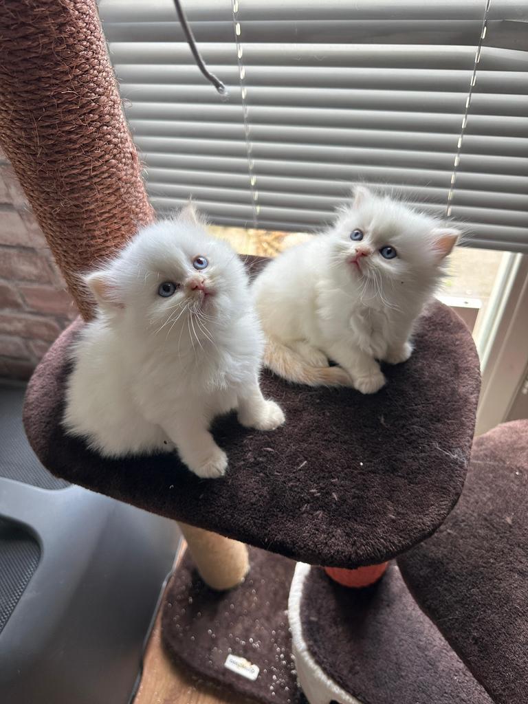 Britse langhaar kittens, Meerdere dieren, Ontwormd