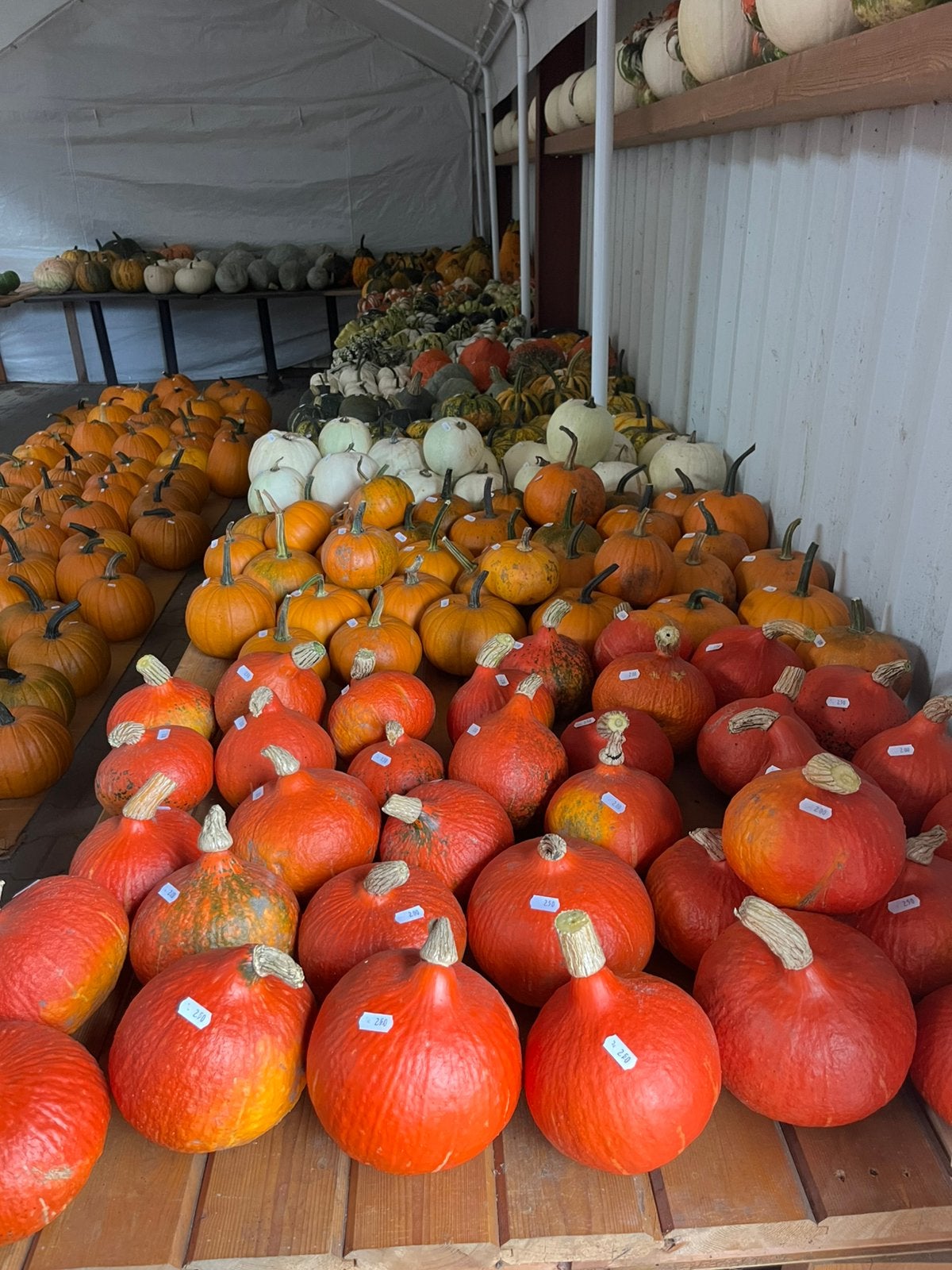 Pompoenen en kalebassen, Ophalen of Verzenden, Volle zon, Knol