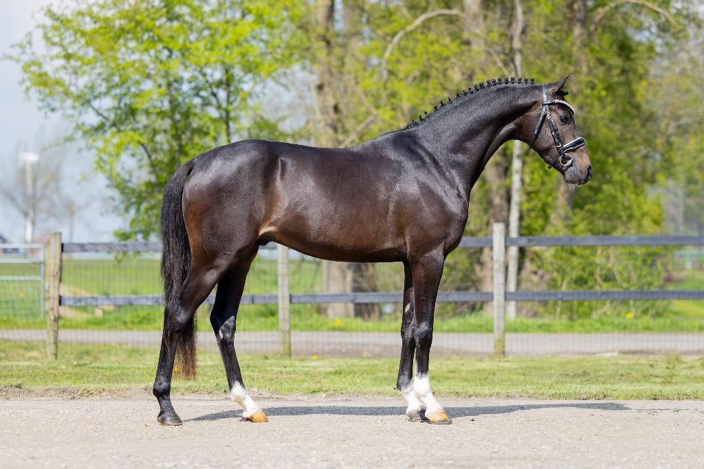 Prachtige collectie sportpony's!, Ruin, Dressuurpony, 3 tot 6 jaar, D pony (1.37m tot 1.48m)