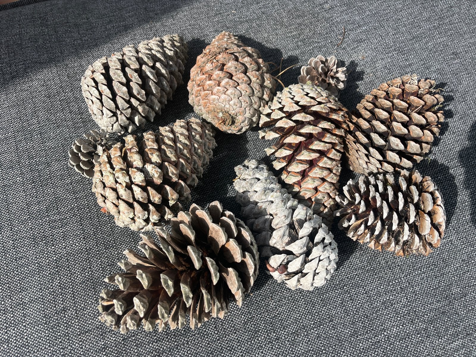 Grote dennenappels voor decoratie, Ophalen of Verzenden, Gebruikt, Bruin, Natuurlijk materiaal