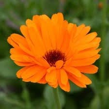 Goudsbloem Calendula Zaden - Oogst 2026 (ca. 100 stuks), Ophalen of Verzenden, Volle zon