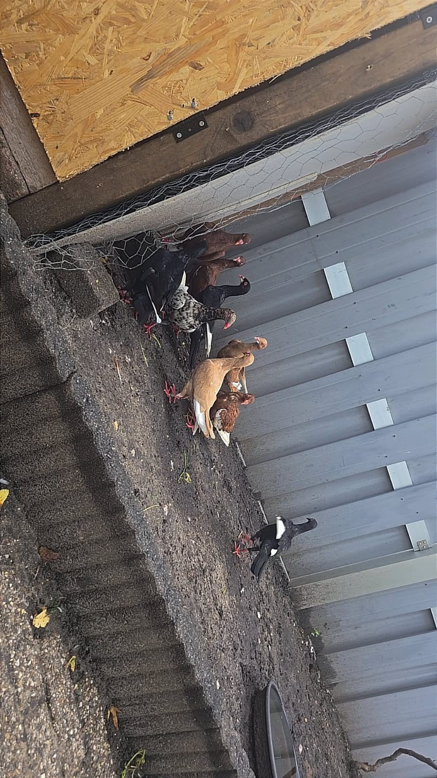 10 duiven, Meerdere dieren, Postduif