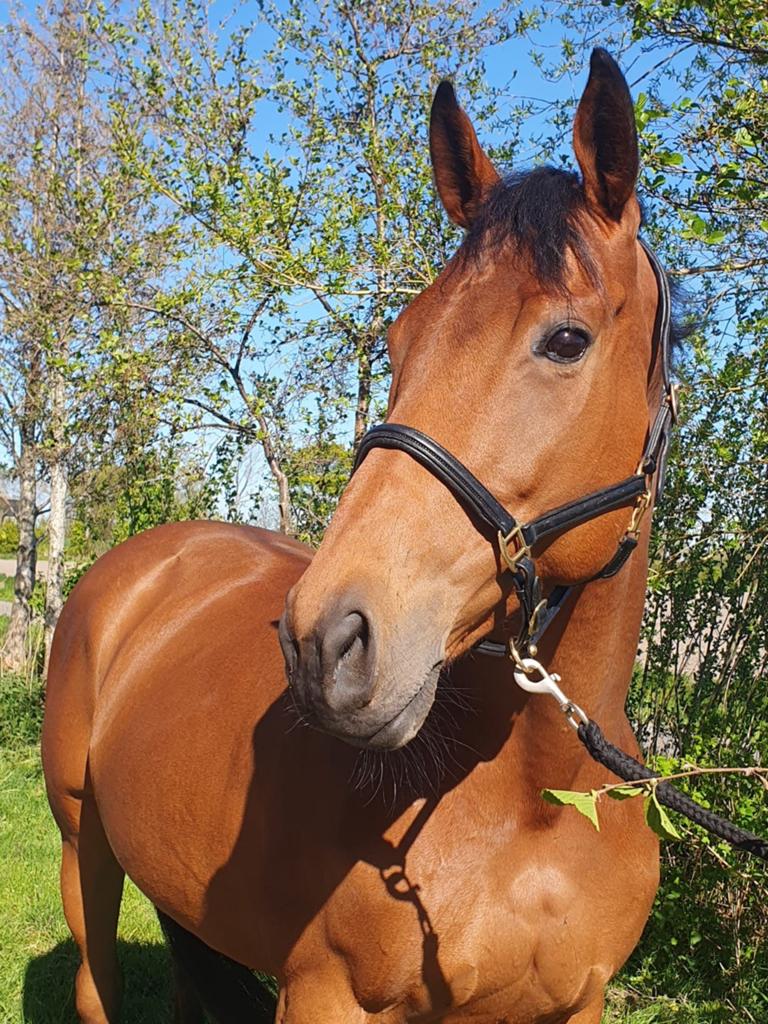 9-jarige merrie te koop, Dieren en Toebehoren, Merrie, B, 7 tot 10 jaar, Recreatiepaard