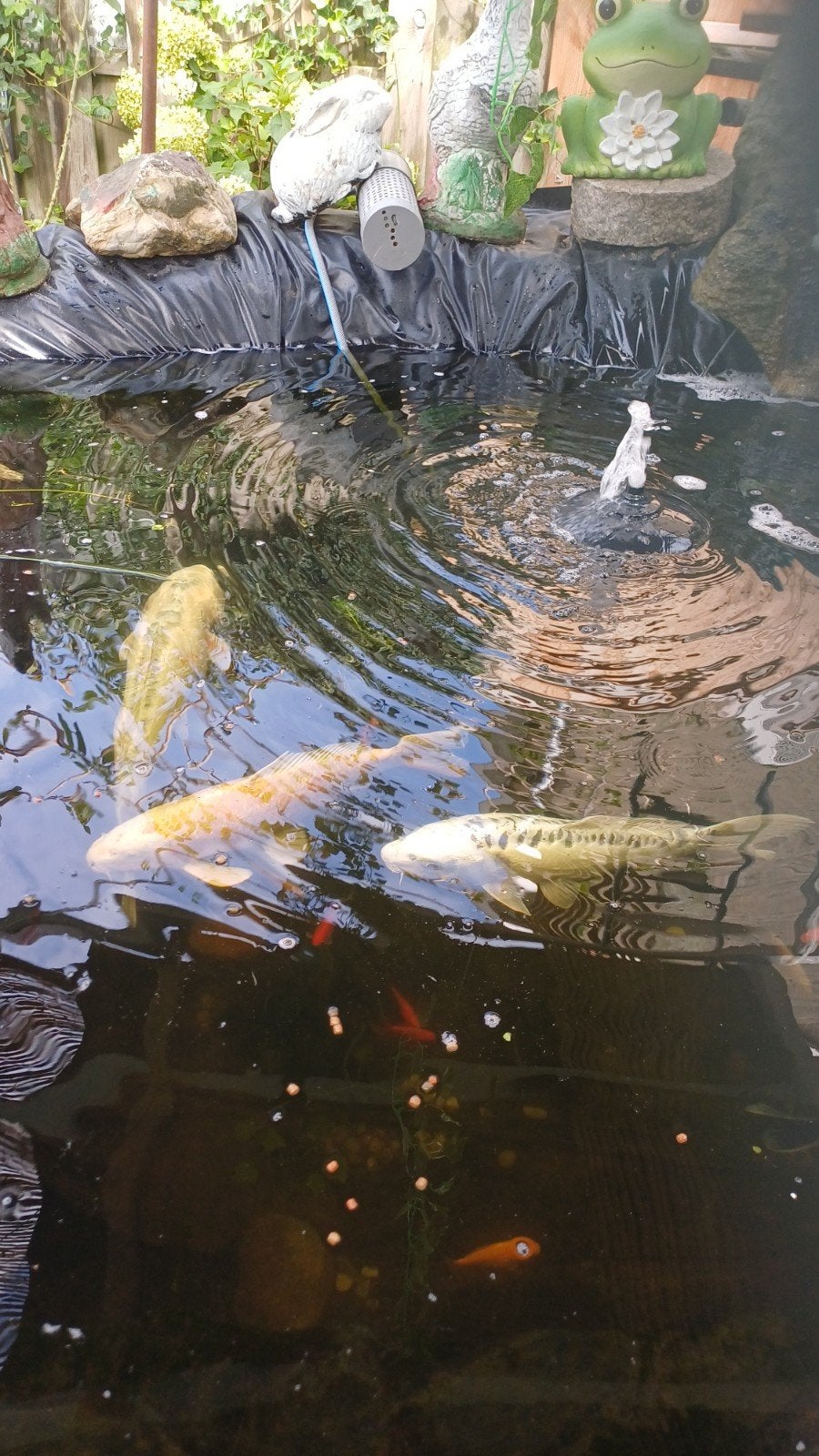 Japanse kooi vissen, Karper of Koi