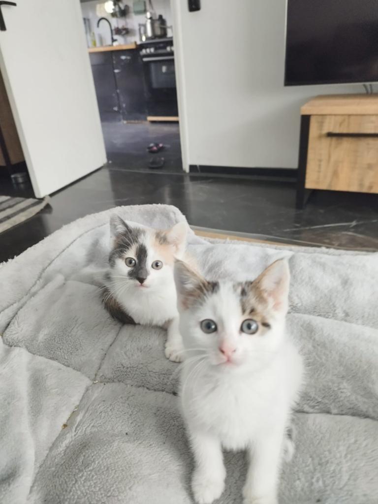 Kittens, Ophalen of Verzenden