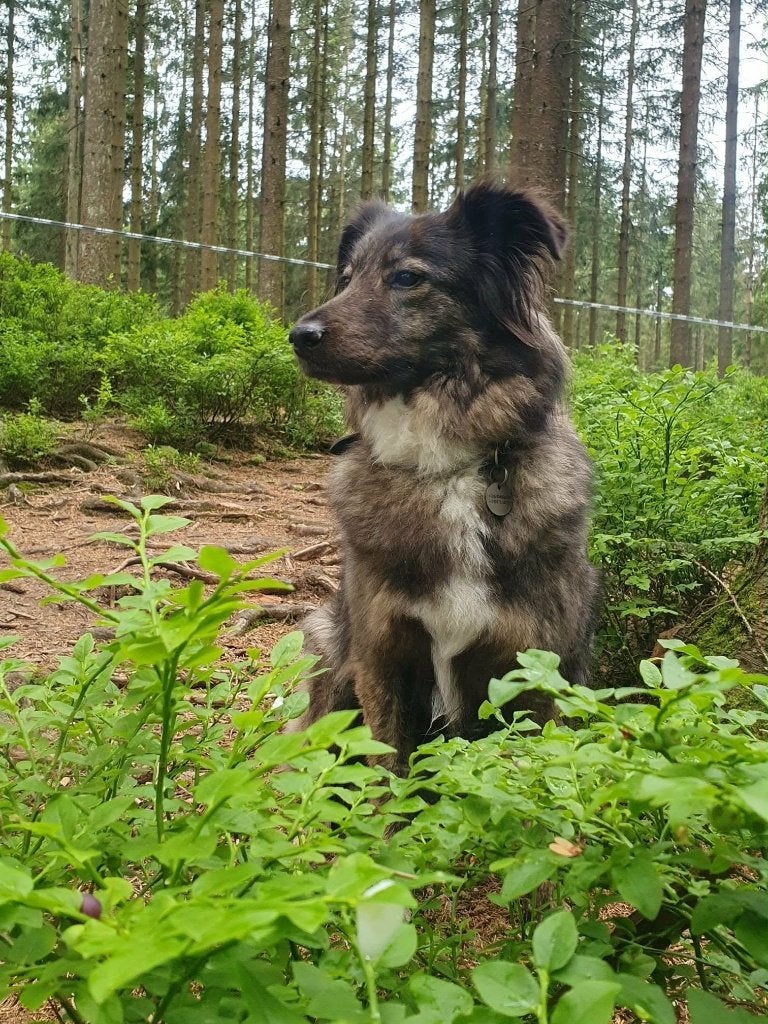 BONNIE, PRACHTIG, TEEFJE, VRIEND(IN) VOOR EEN RELAXED LEVEN., 6 jaar of ouder, Teef, Eén hond, CDV (hondenziekte)
