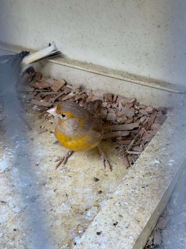 Kanarie mannen, Dieren en Toebehoren, Vogels | Kanaries, Mannelijk, Kleurkanarie
