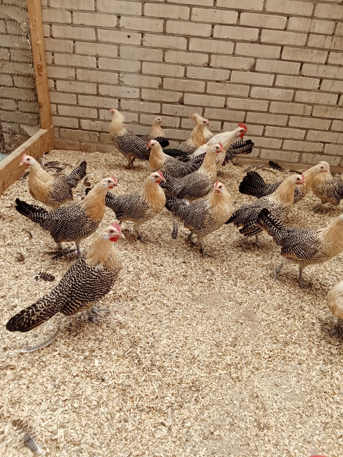 nog een aantal jonge Friese citroenpel kriel hennetjes tegen, Dieren en Toebehoren, Pluimvee, Vrouwelijk, Kip