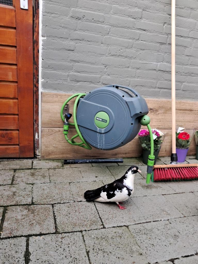 Ik verkoop een goed paar duiven., Ophalen of Verzenden