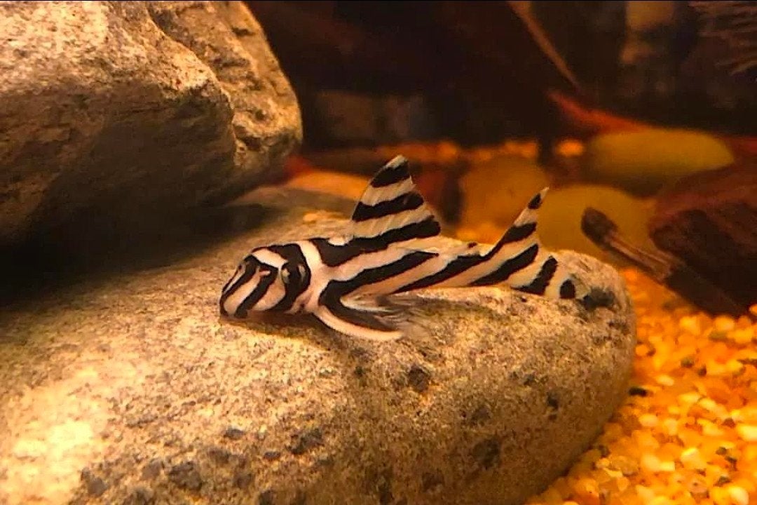 L46 Zebra Pleco - Topkwaliteit !, Dieren en Toebehoren, Vissen | Aquariumvissen, Vis