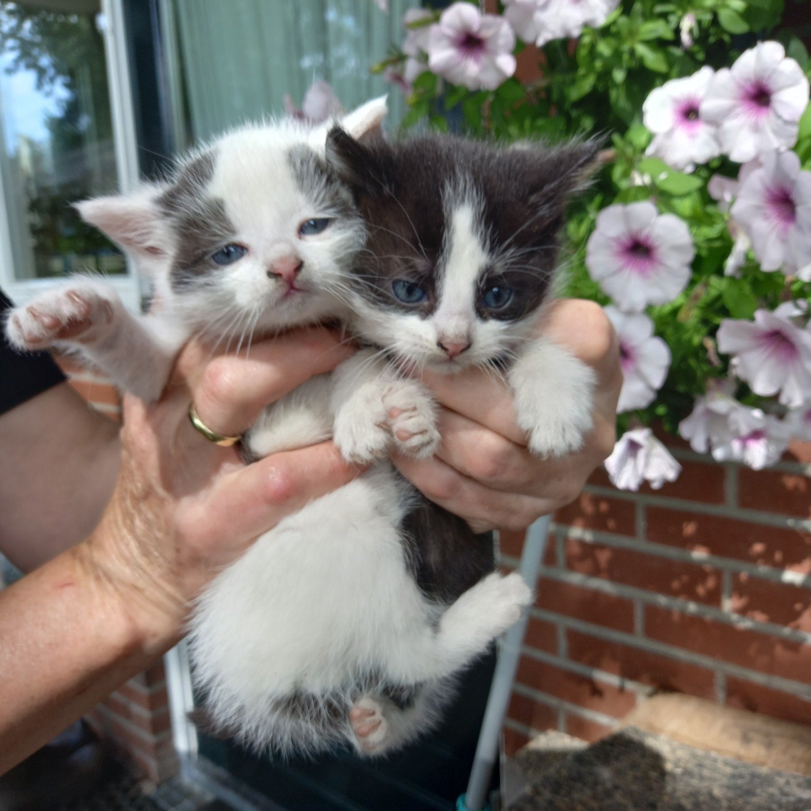 Mooie boerderij kittens, Meerdere dieren