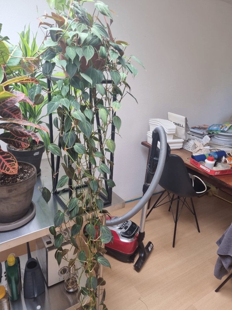 Heartleaf Philodendron – Ranken van 2 meter!, Huis en Inrichting, Ophalen, Overige soorten, Halfschaduw, In pot