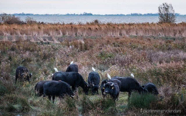 Te koop waterbuffels waterbuffel vleespakketten, Meerdere dieren