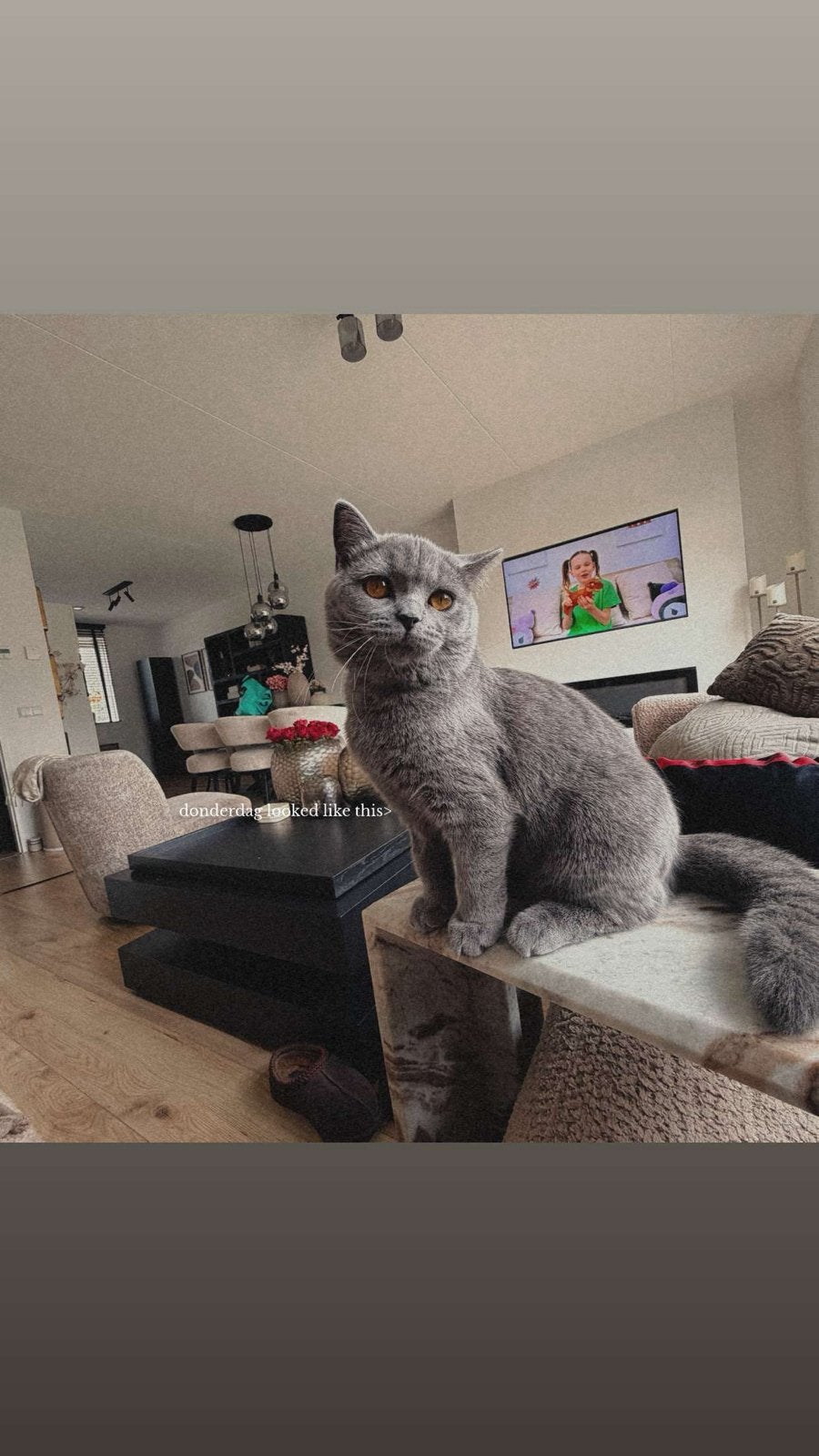 Britse Korthaar Kitten, Dieren en Toebehoren, Poes, Kortharig, 0 tot 2 jaar