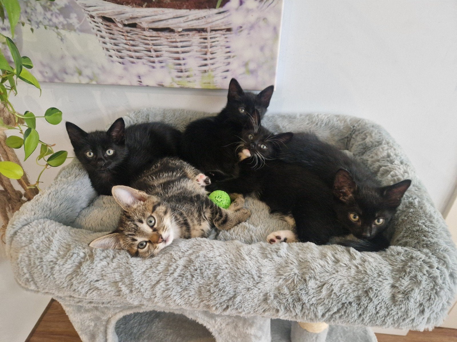 Mooie lieve kittens 💕, Dieren en Toebehoren, Katten en Kittens | Overige Katten, Meerdere dieren, Kortharig, 0 tot 2 jaar